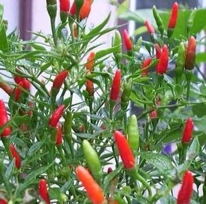 Meet your Posher, Judite